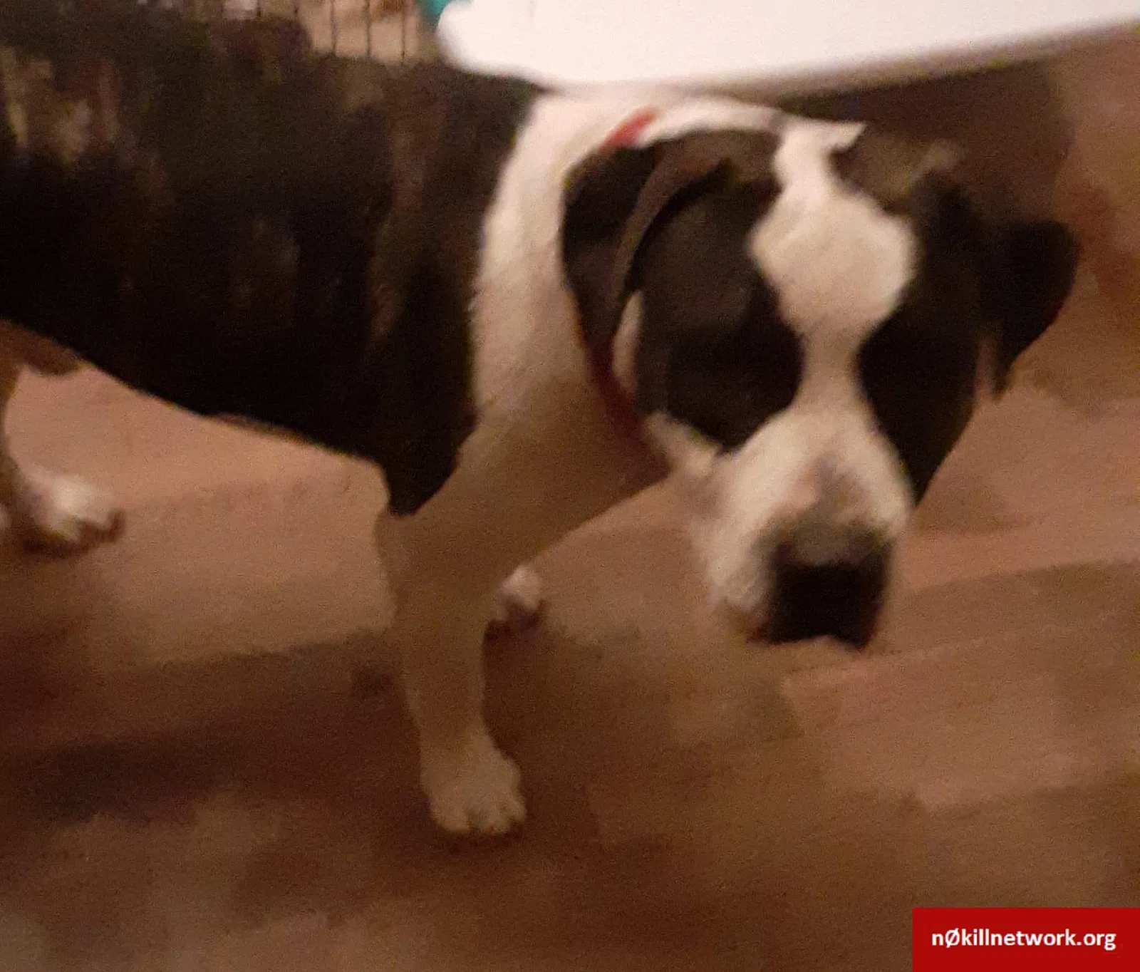 Lost dog in Flint, MI, 48507