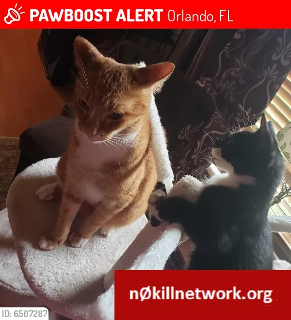 Lost cat in Orlando, FL, 32817