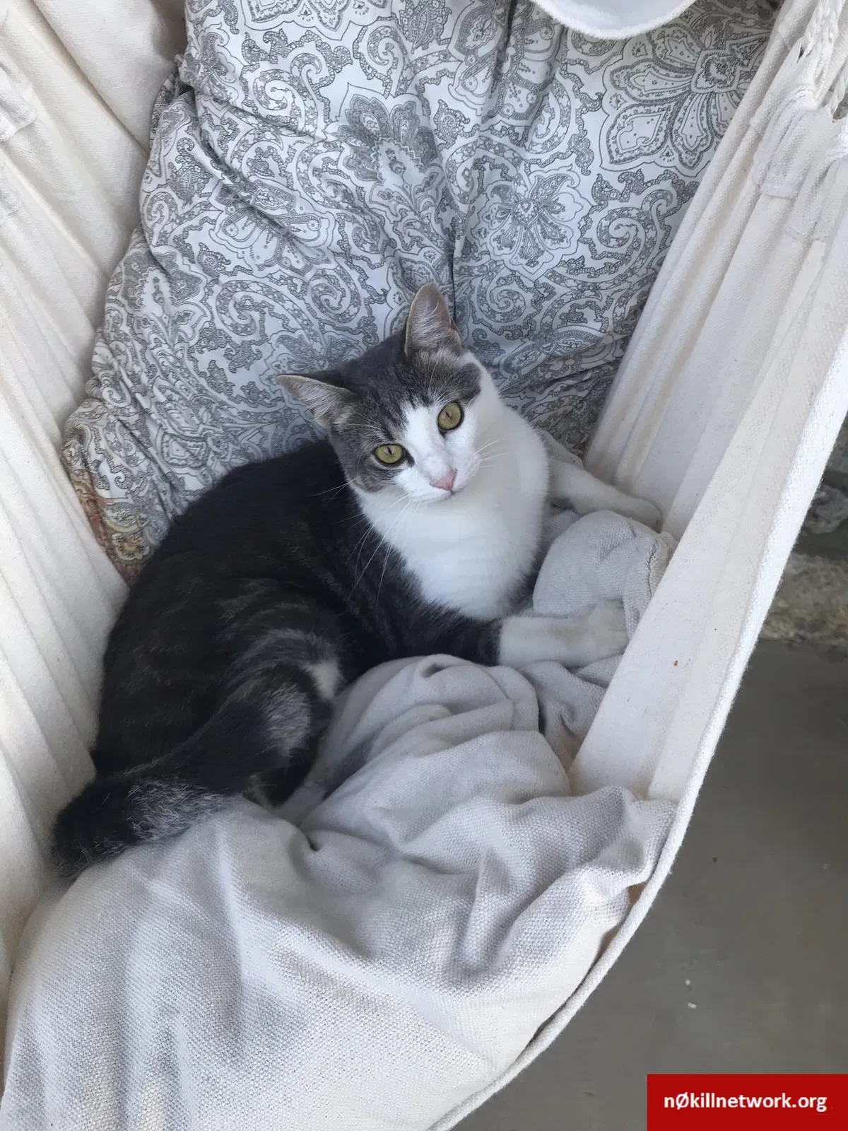 Lost cat in Tulsa, OK, 74107