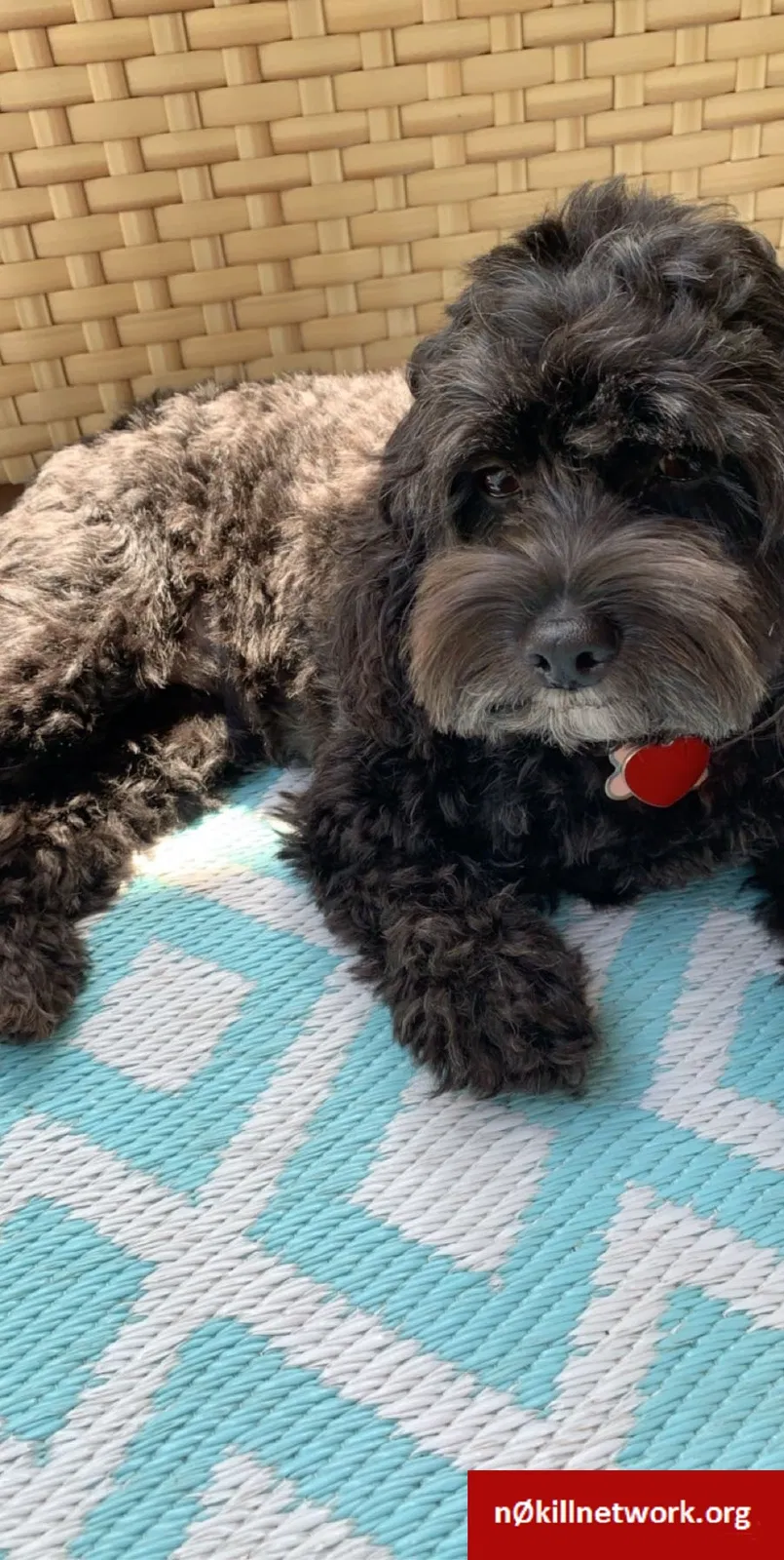 Lost dog in New Orleans, LA, 70119