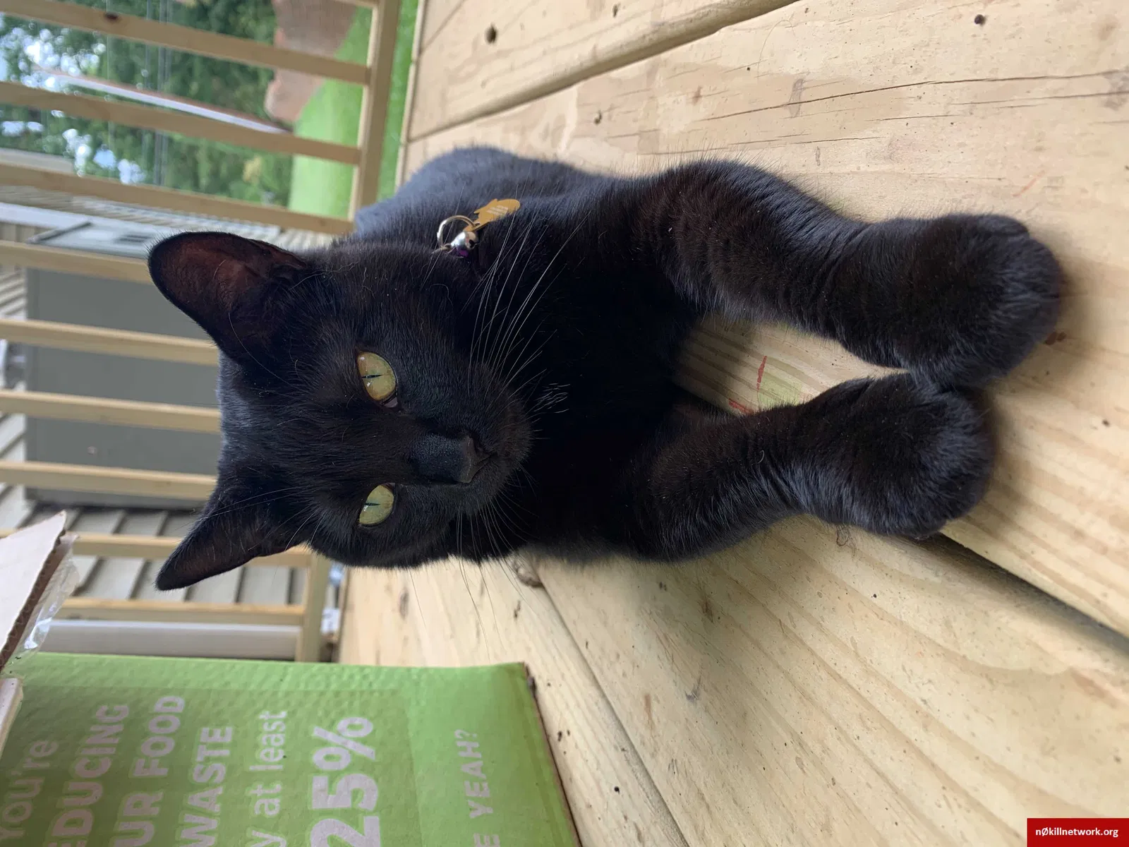 Lost cat in Fort Mill, SC, 29715