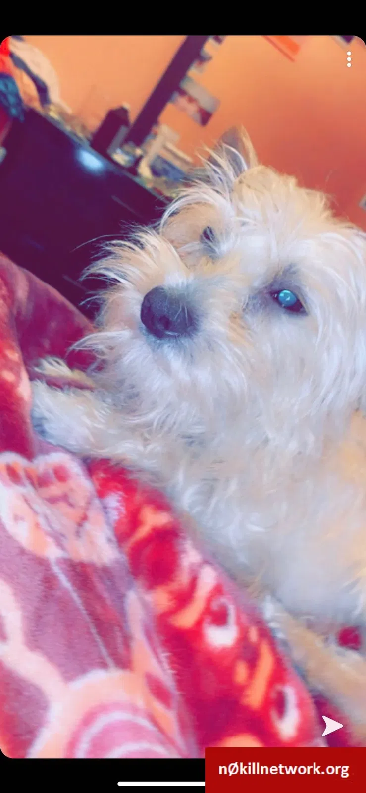 Lost dog in Detroit, MI, 48209