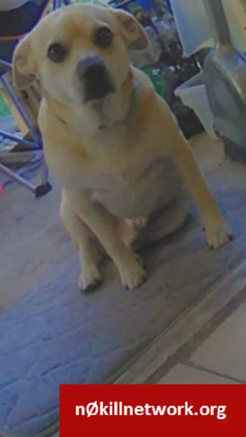 Lost dog in Harrisburg, PA, 17104