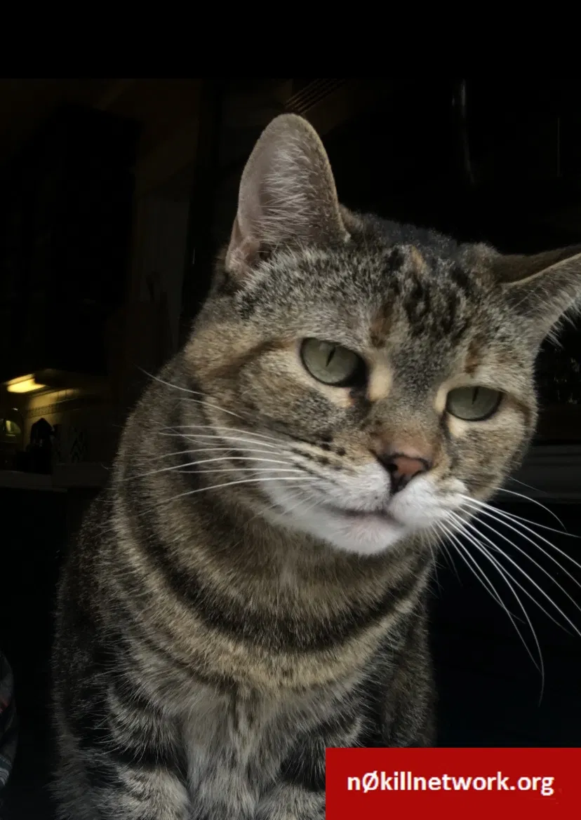 Lost cat in Cincinnati, OH, 45220