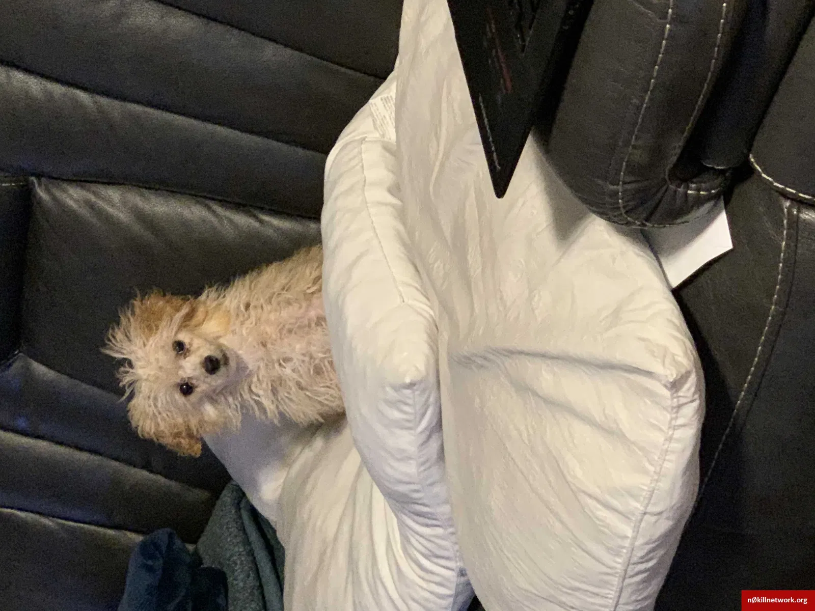 Lost dog in Mobile, AL, 36695
