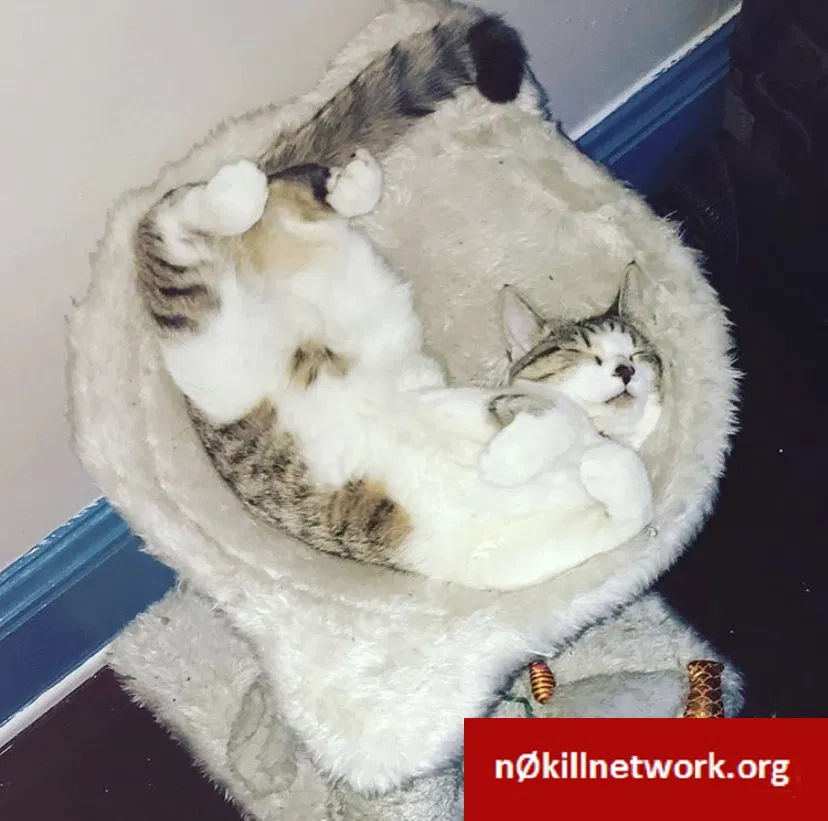 Lost cat in Cleveland, OH, 44111