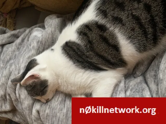 Lost cat in Silverdale, WA, 98383