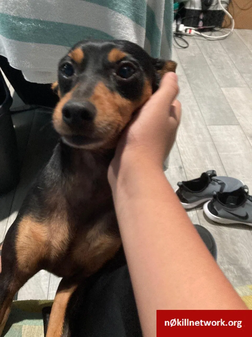 Lost dog in Little Rock, AR, 72204