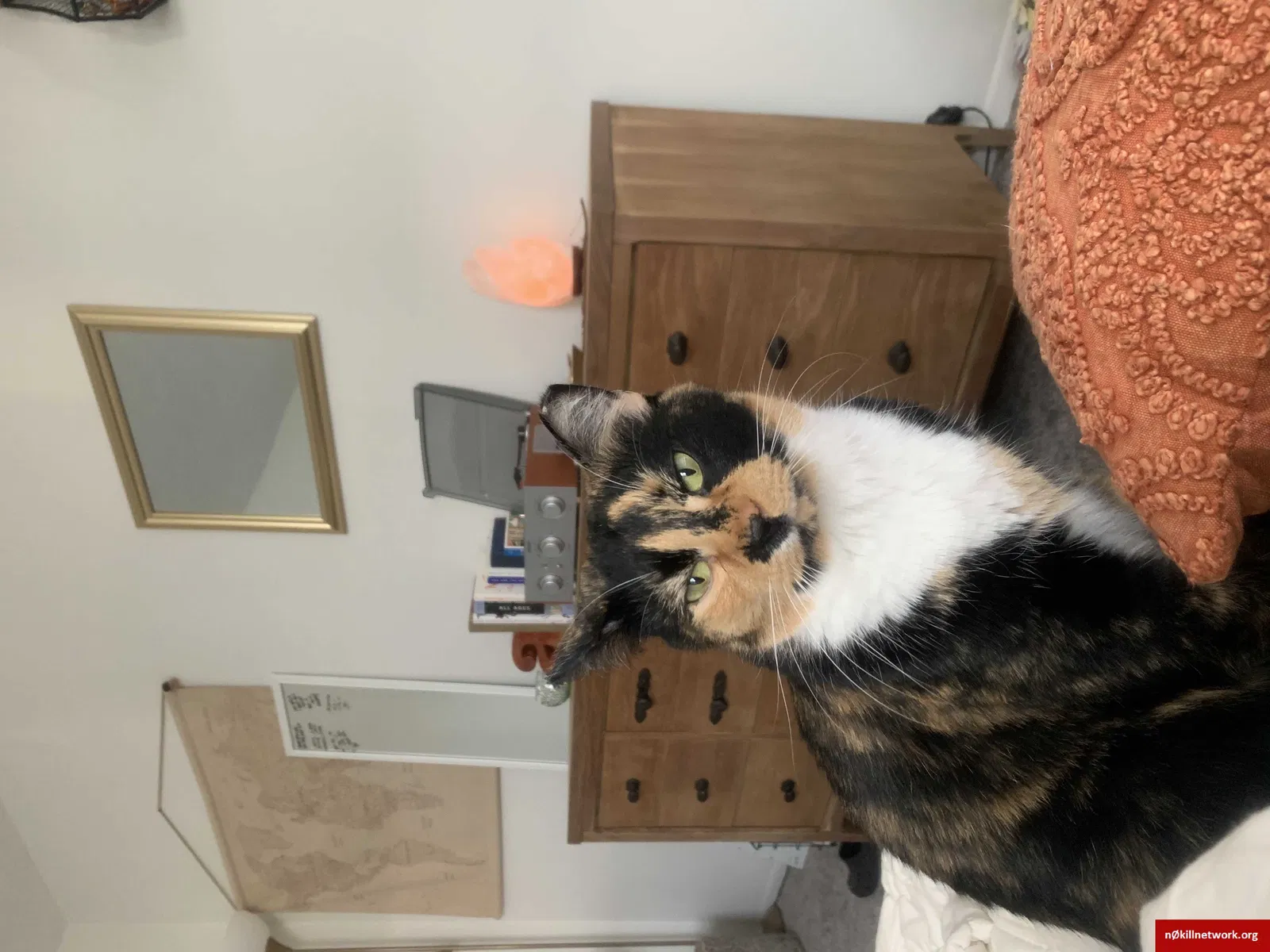 Lost cat in Columbus, OH, 43235