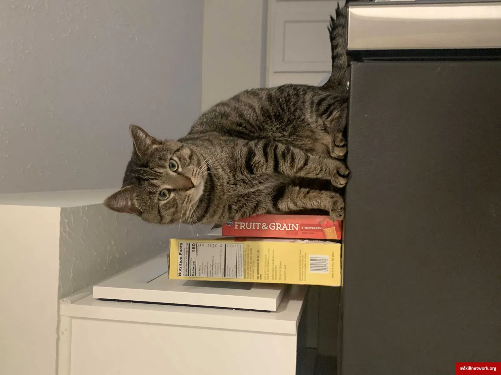 Lost cat in Columbus, OH, 43235