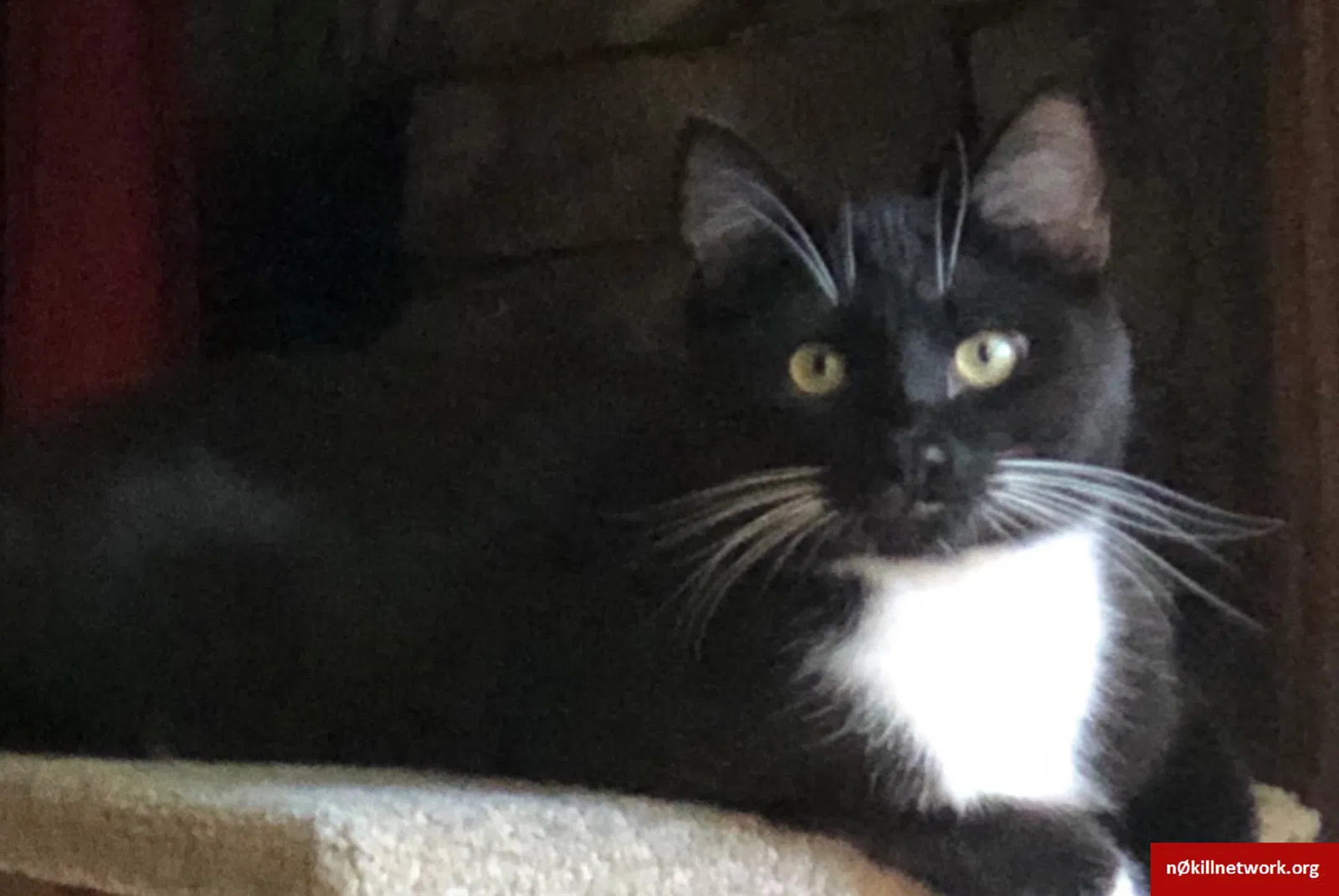 Lost cat in Greensboro, NC, 27406