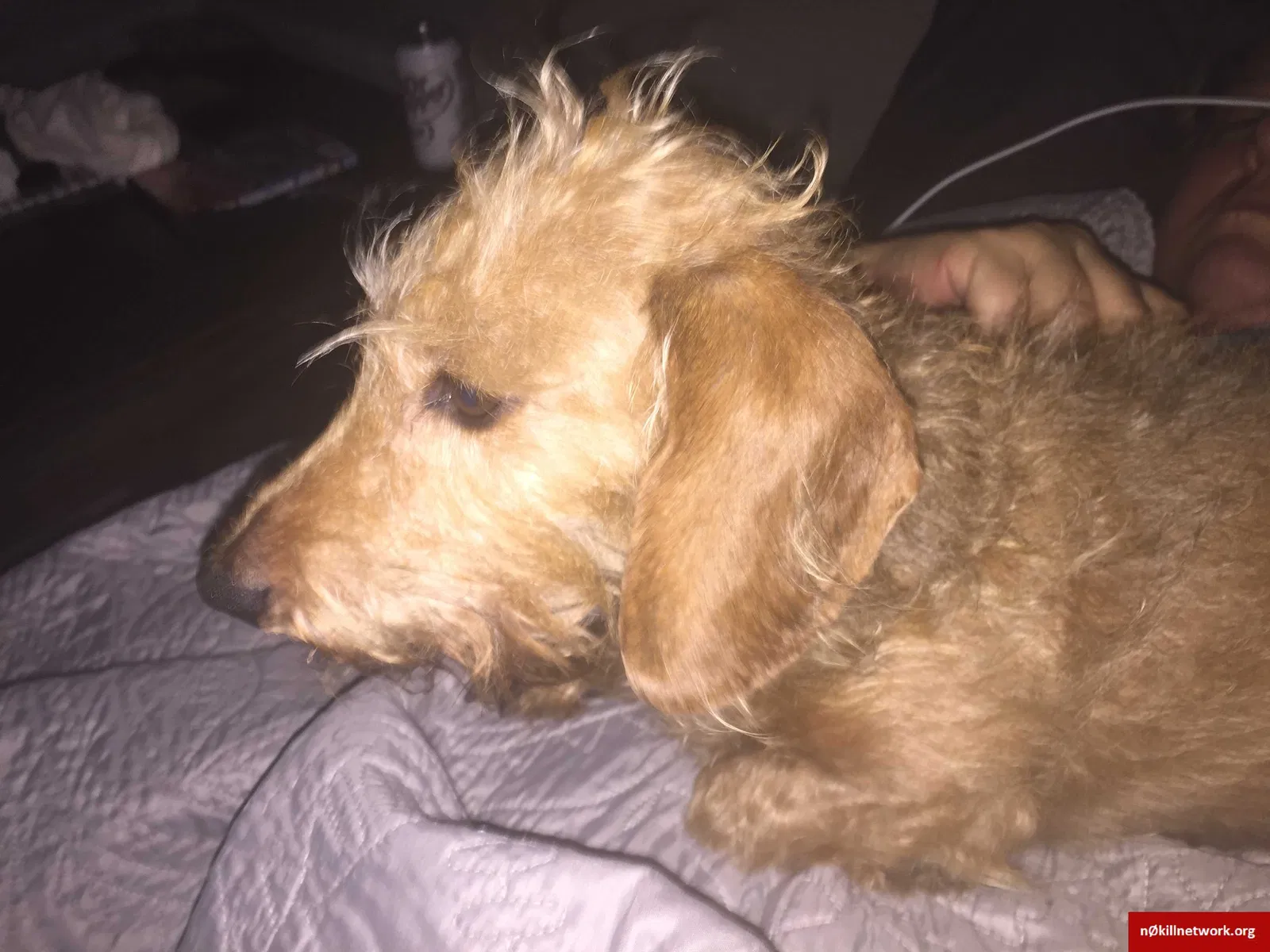 Lost dog in Naples, FL, 34119