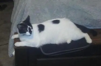 Lost cat in San Antonio, TX, 78249