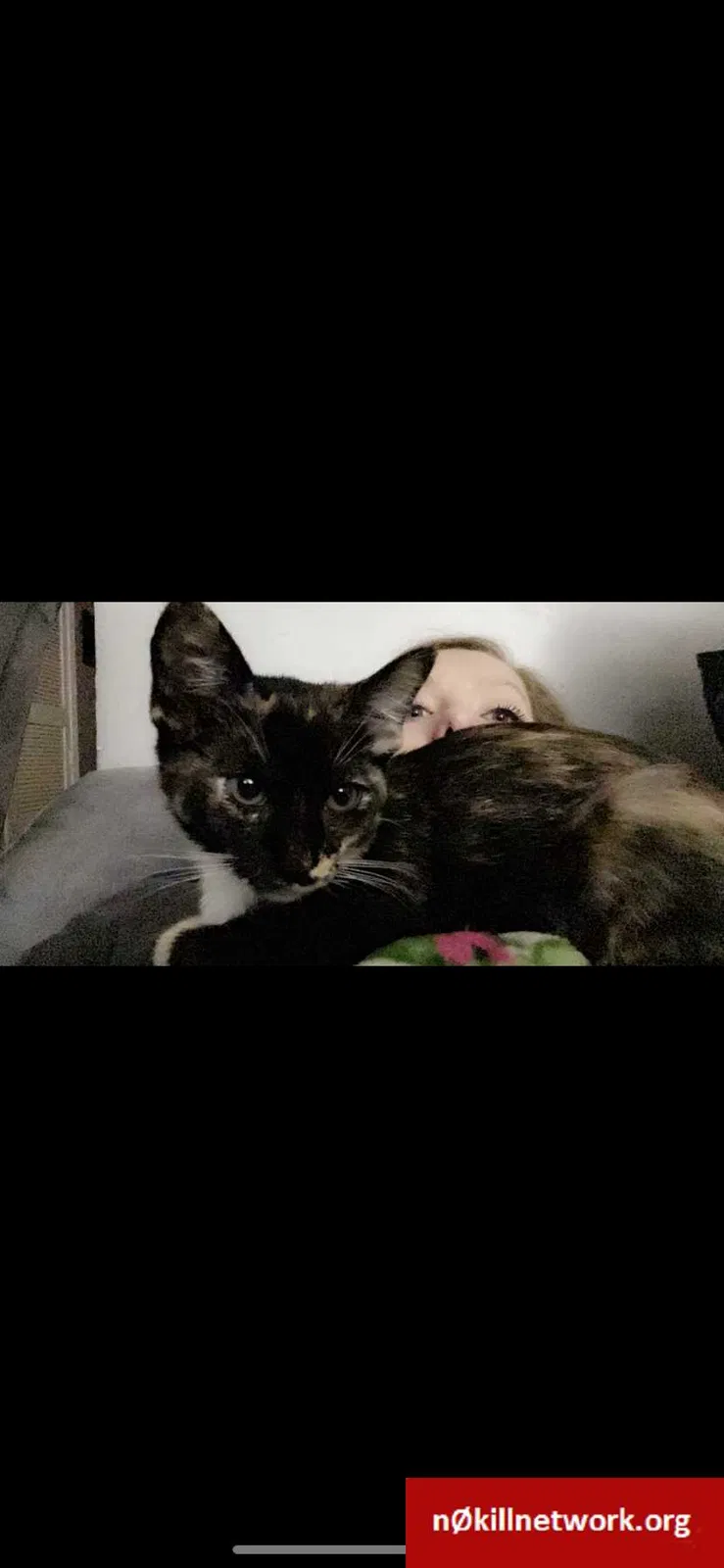 Lost cat in North Richland Hills, TX, 76180