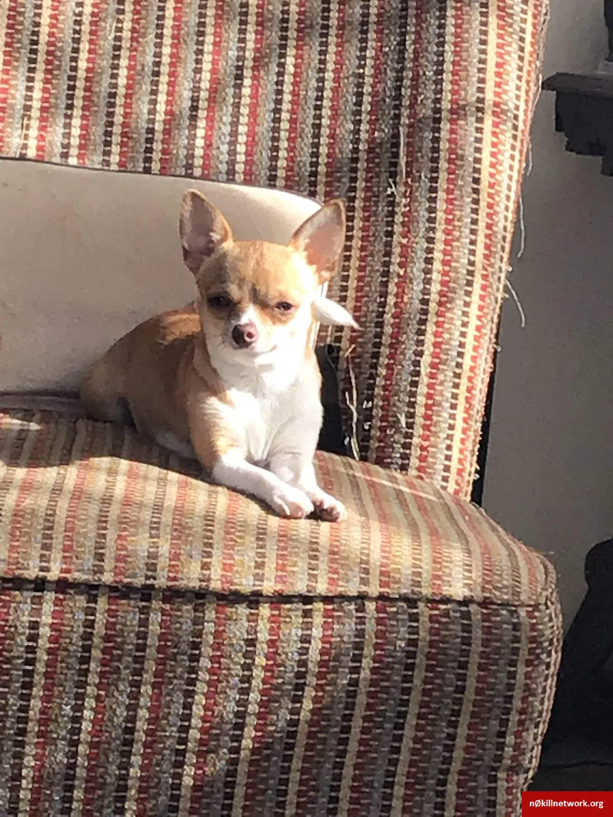 Lost dog in Tacoma, WA, 98407