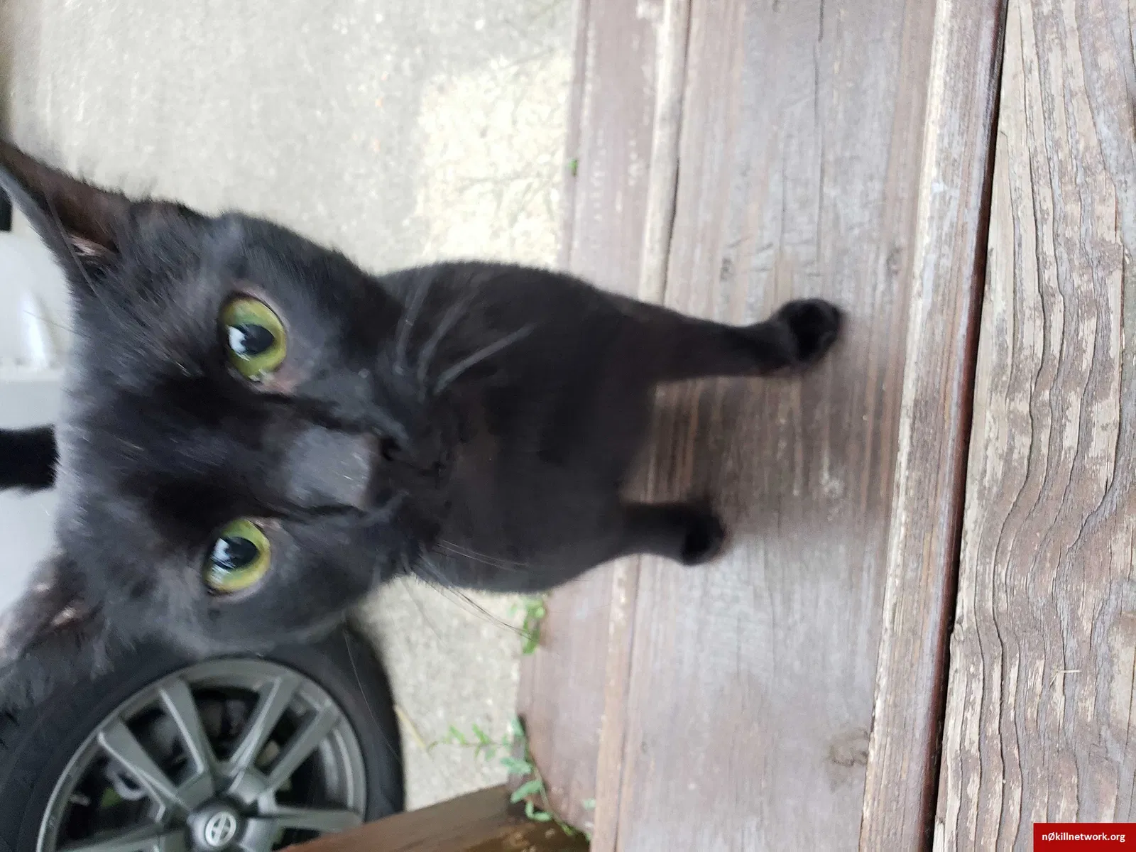 Found cat in Galloway, OH, 43119