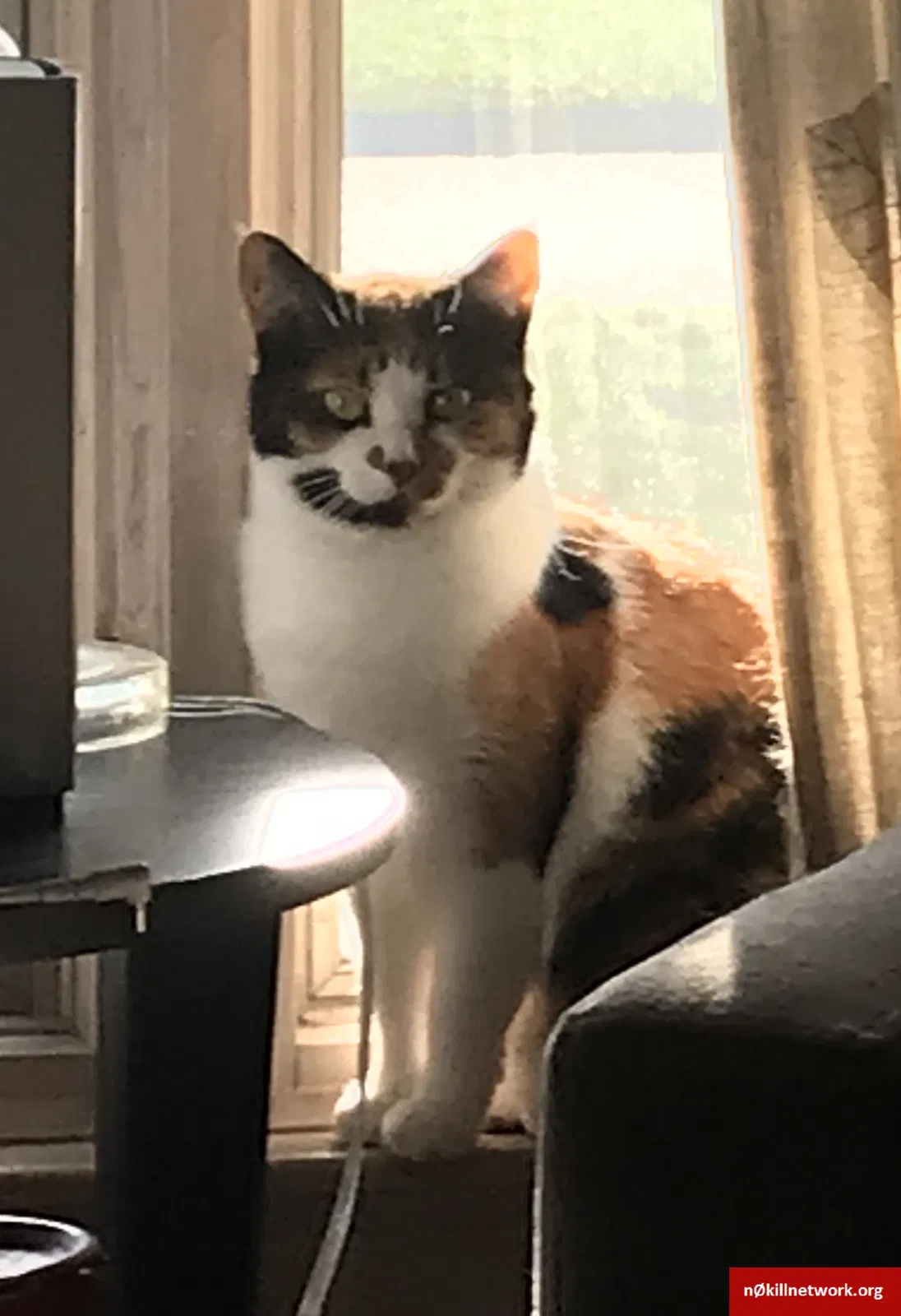 Lost cat in Redford, MI, 48239