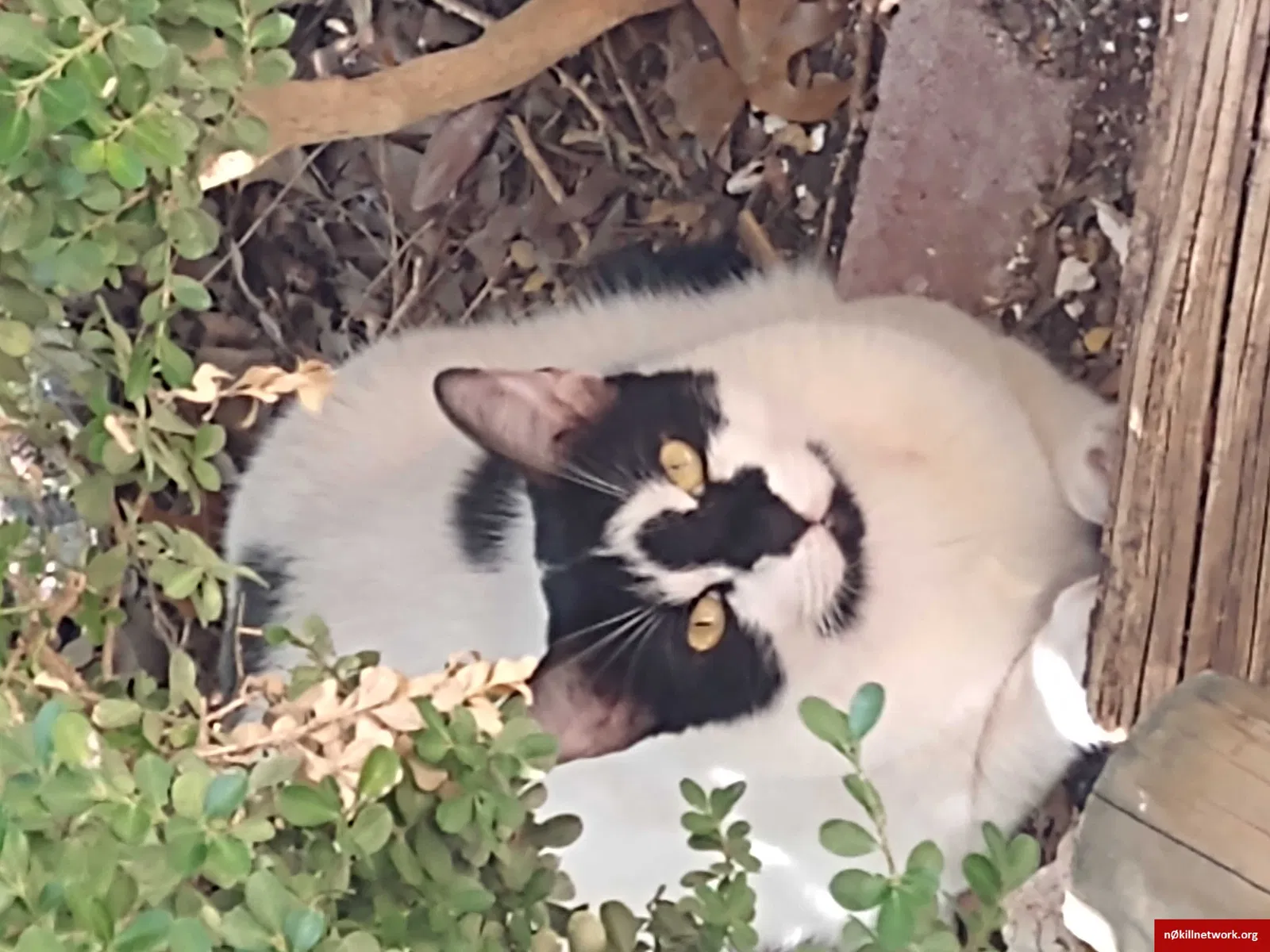 Lost cat in San Antonio, TX, 78249