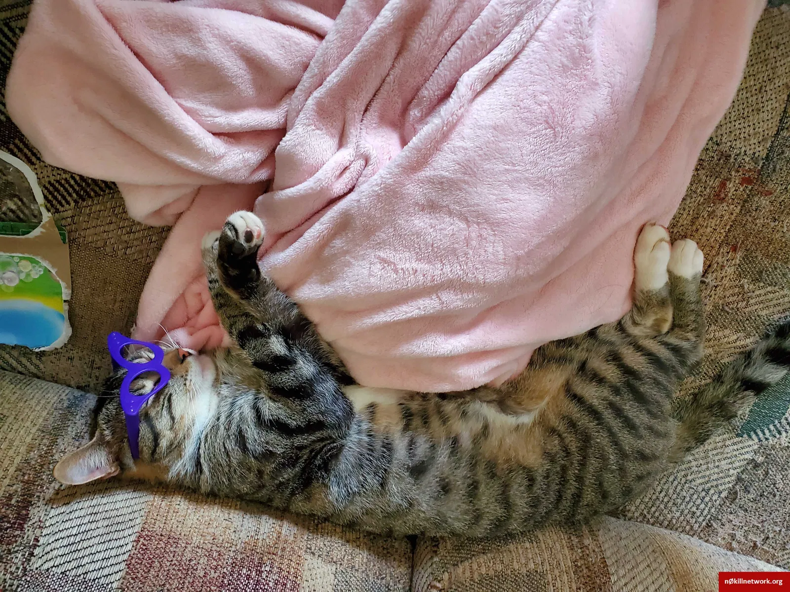 Lost cat in Sparta, MI, 49345