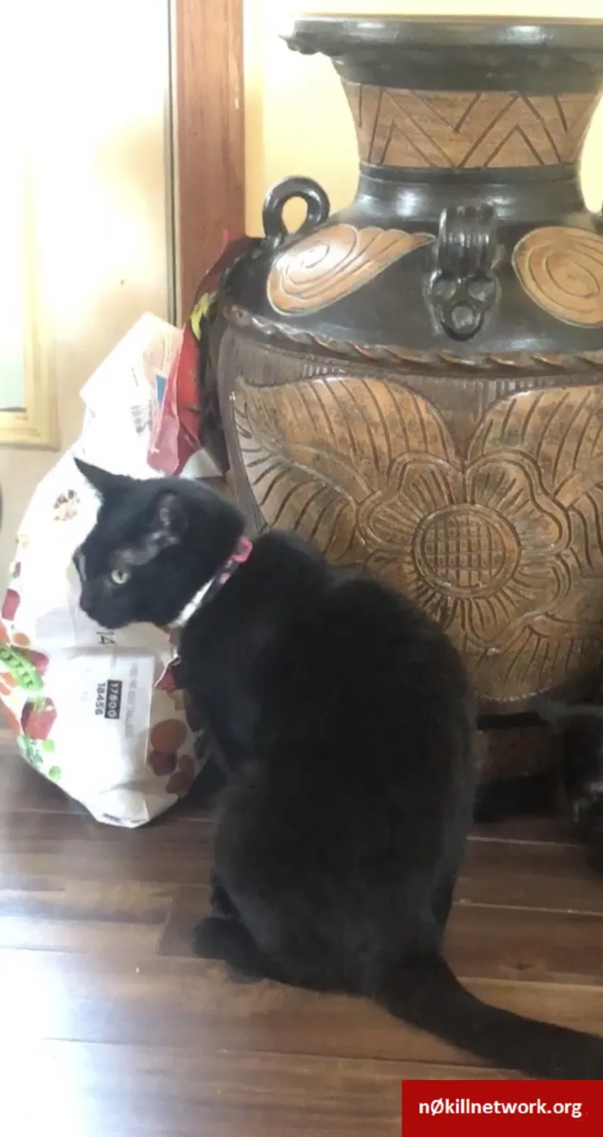 Lost cat in Round Lake, IL, 60073