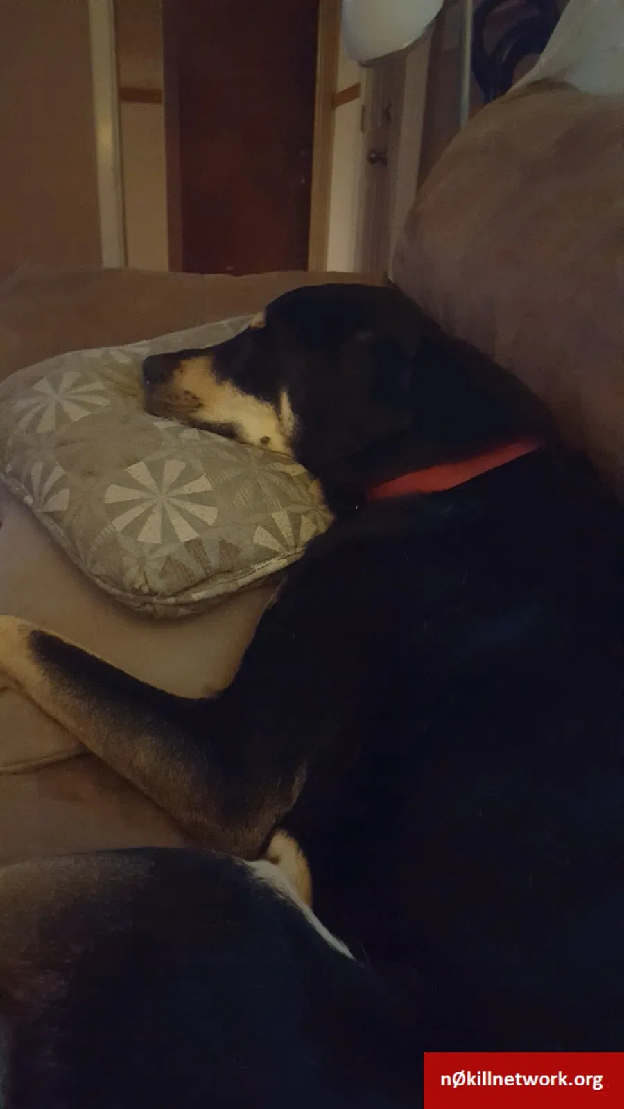 Lost dog in Syracuse, NY, 13205