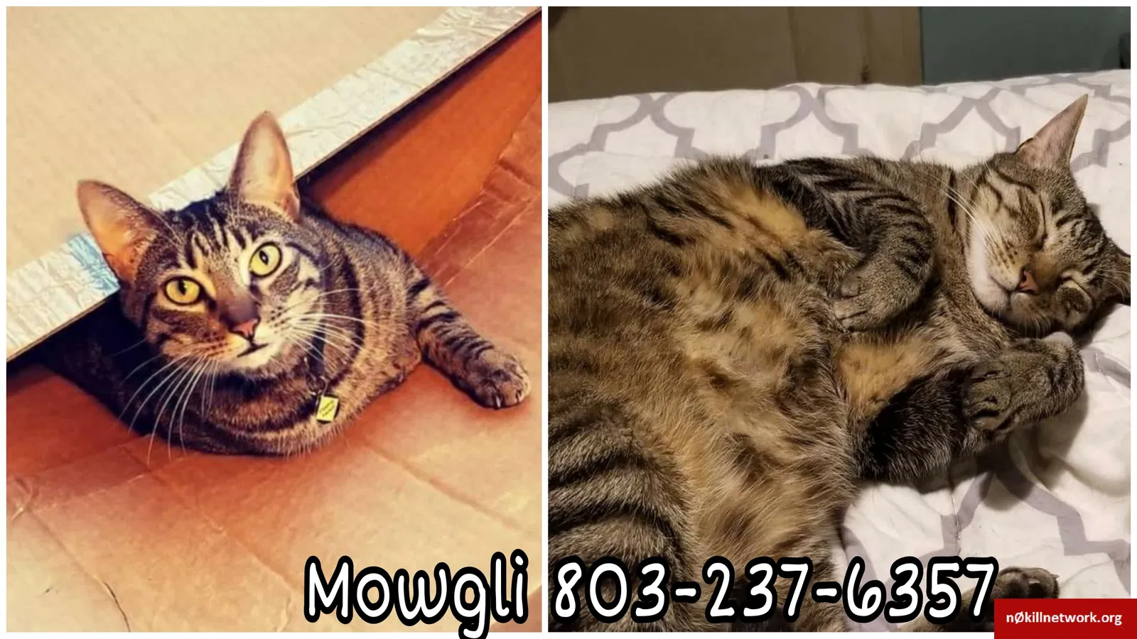 Lost cat in Columbia, SC, 29206