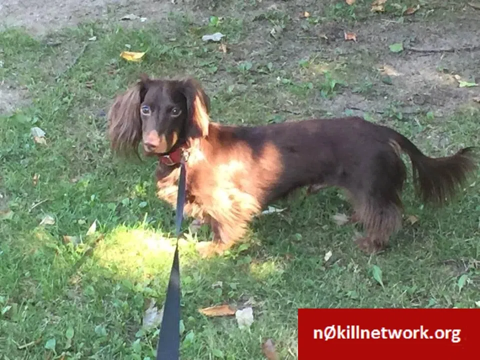 Lost dog in Cocoa Beach, FL, 32931