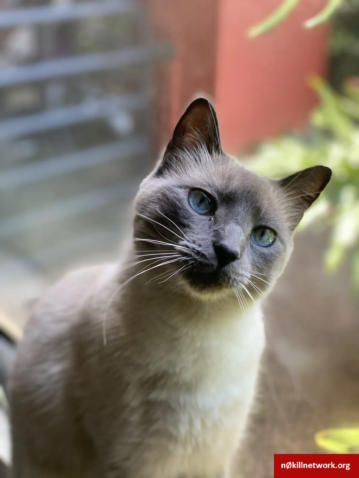 Lost cat in Orlando, FL, 32807