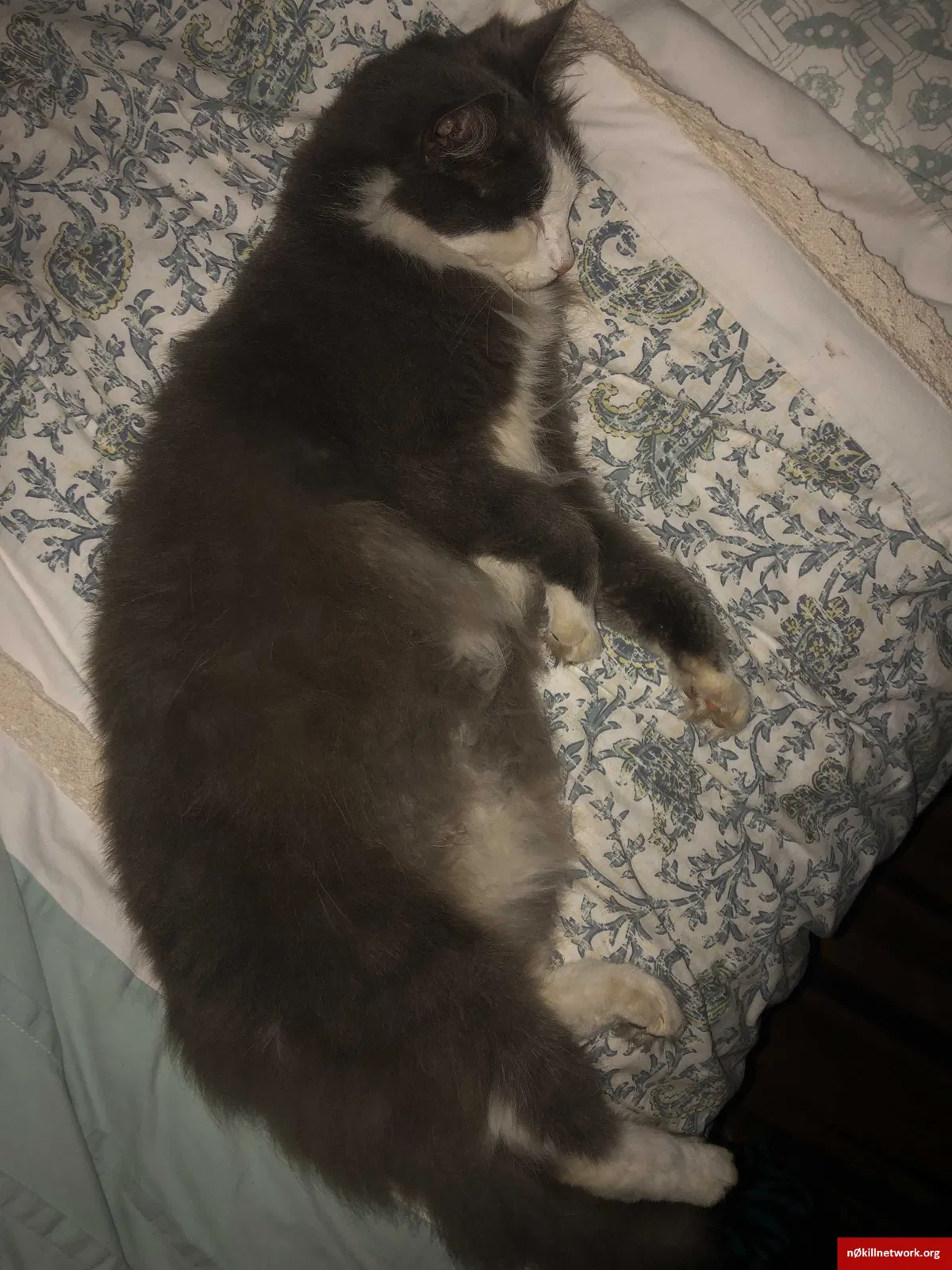 Lost cat in Winter Haven, FL, 33884
