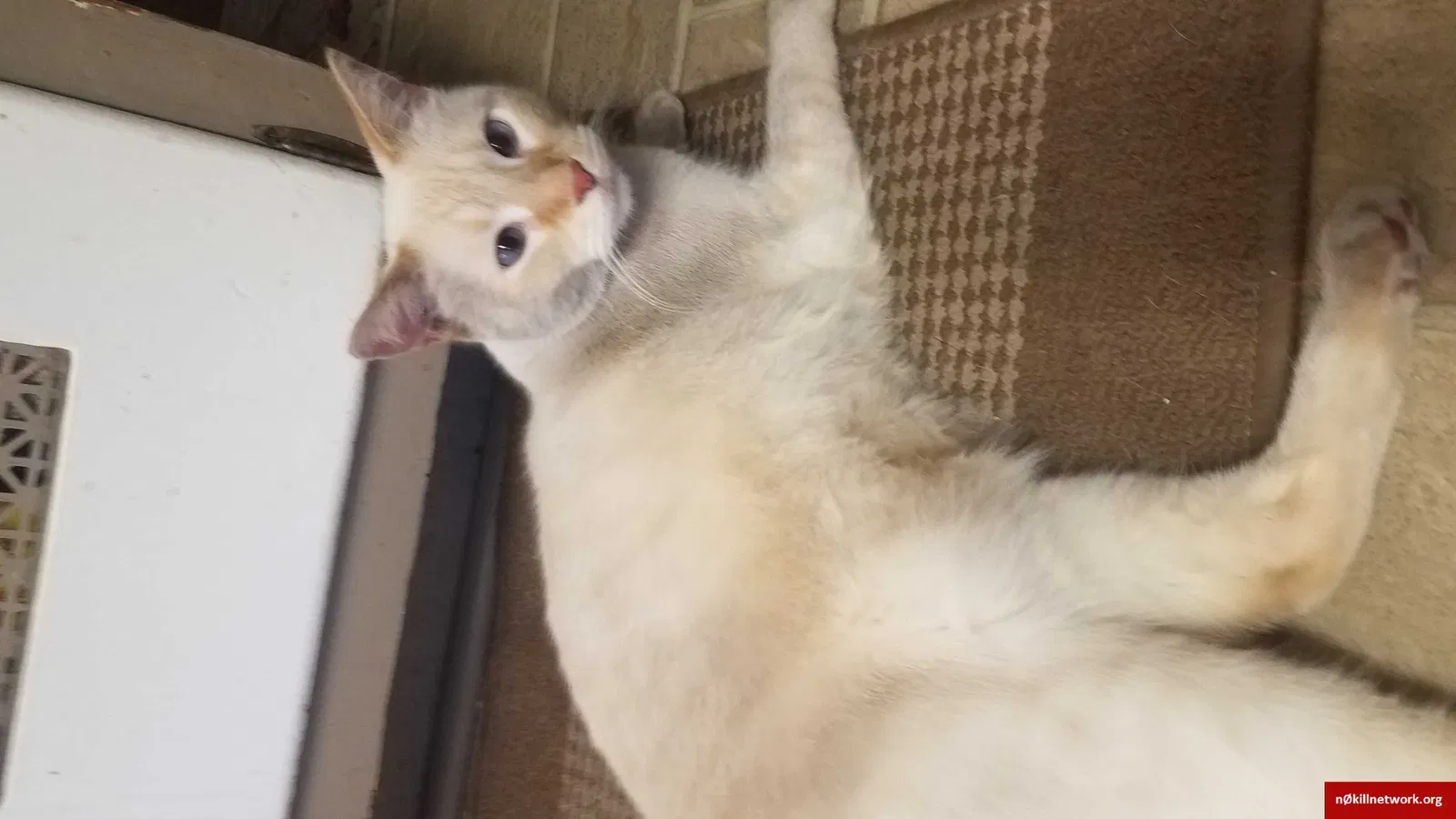 Lost cat in Saint Paul, MN, 55117