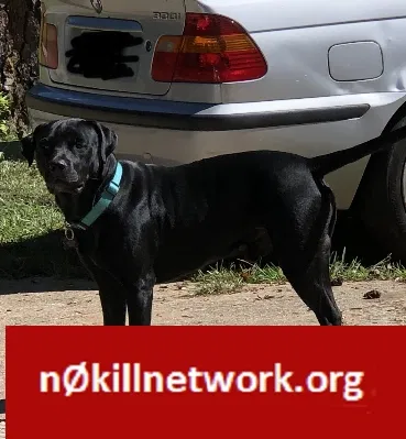 Lost dog in Oakwood, GA, 30566