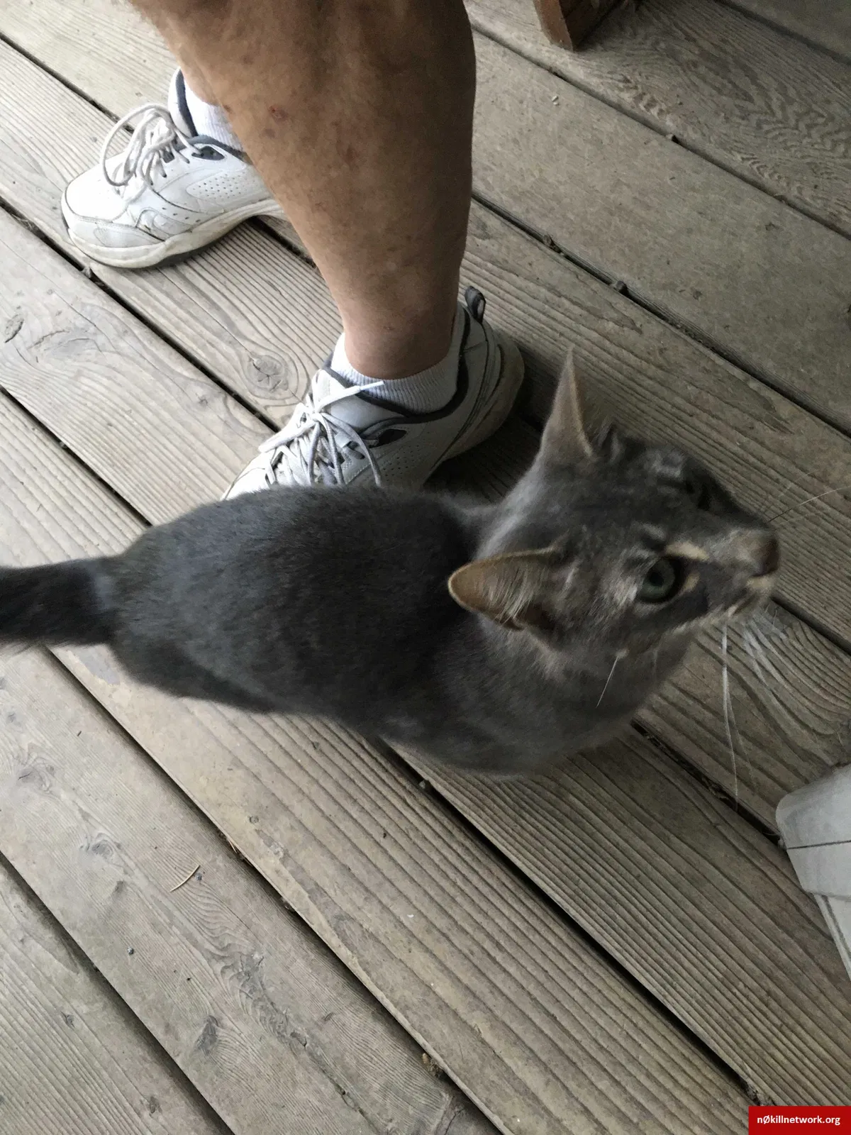 Found cat in Jefferson, OR, 97352