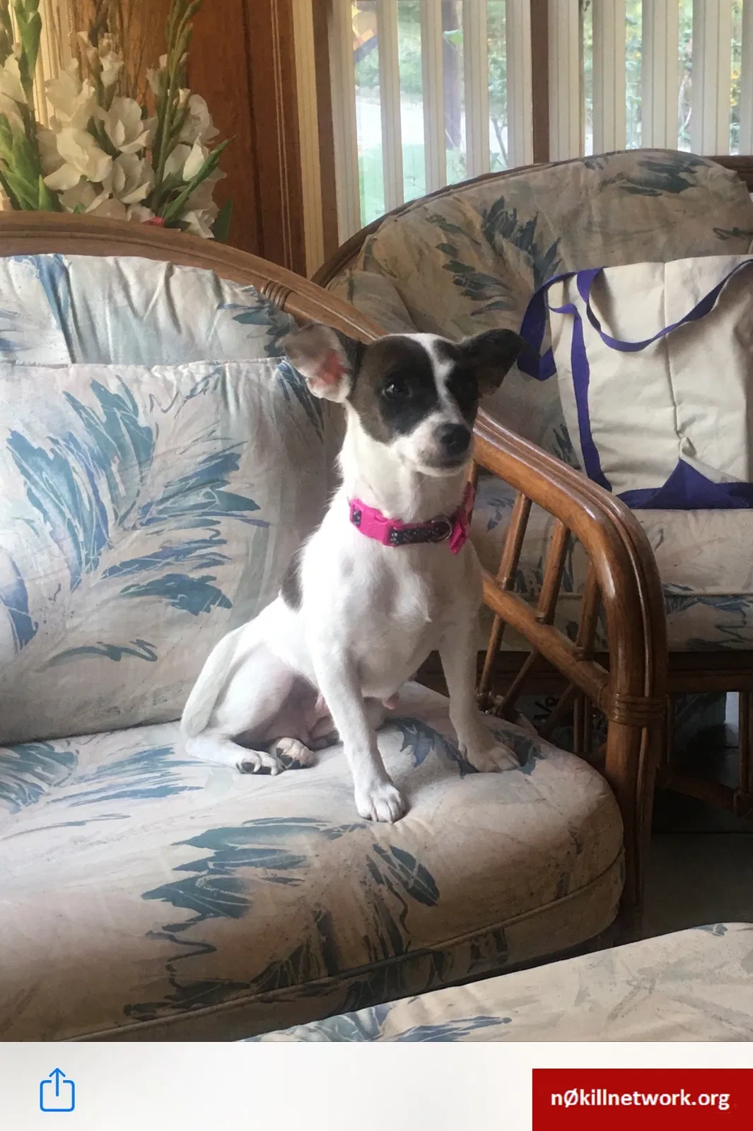 Lost dog in Coraopolis, PA, 15108