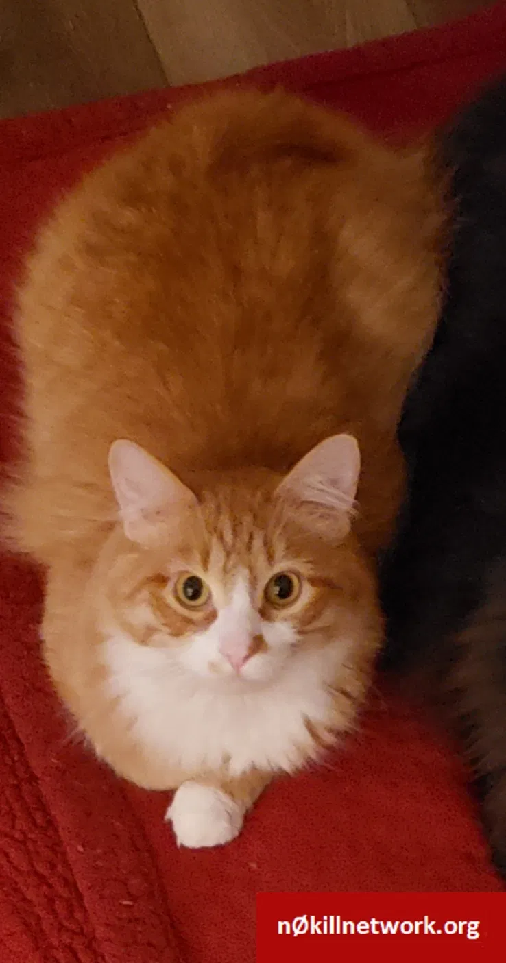 Lost cat in Neenah, WI, 54956