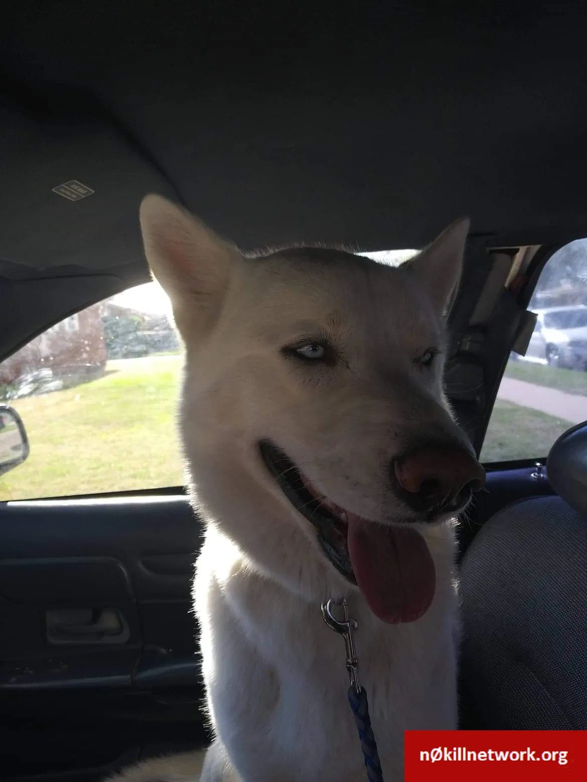 Lost dog in Lubbock, TX, 79415