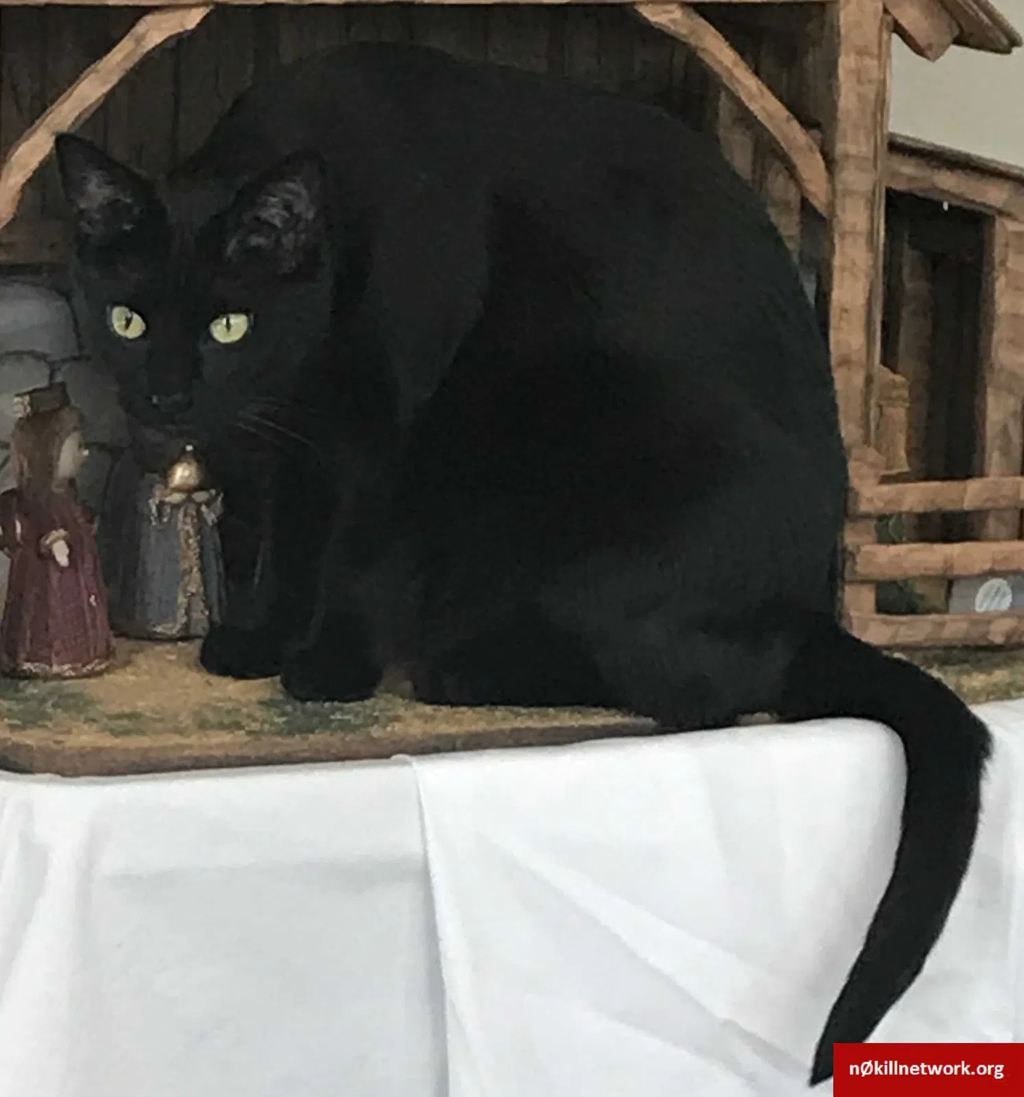 Lost cat in Aurora, CO, 80016