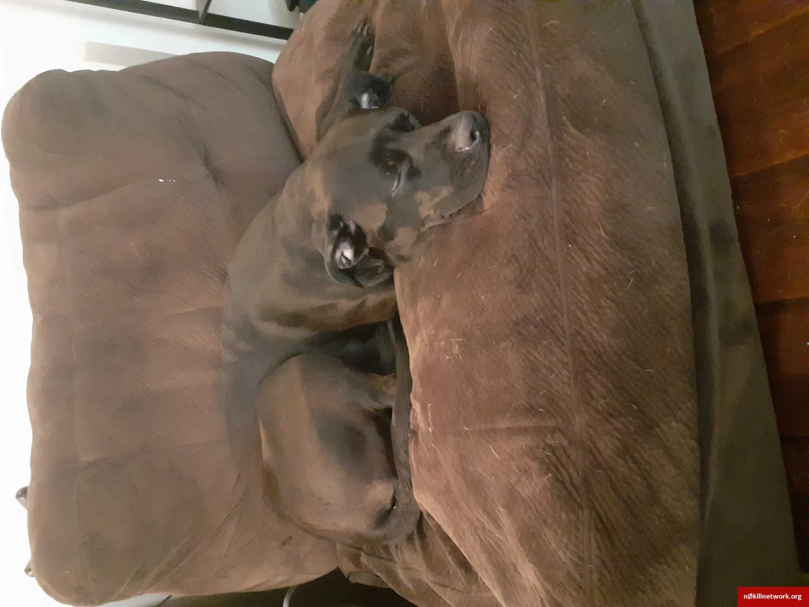 Lost dog in Fair Oaks, CA, 95628
