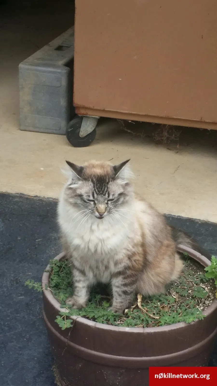 Lost cat in Hot Springs National Park, AR, 71901