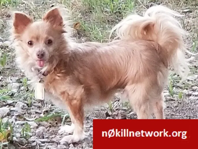Lost dog in Gainesville, TX, 76240