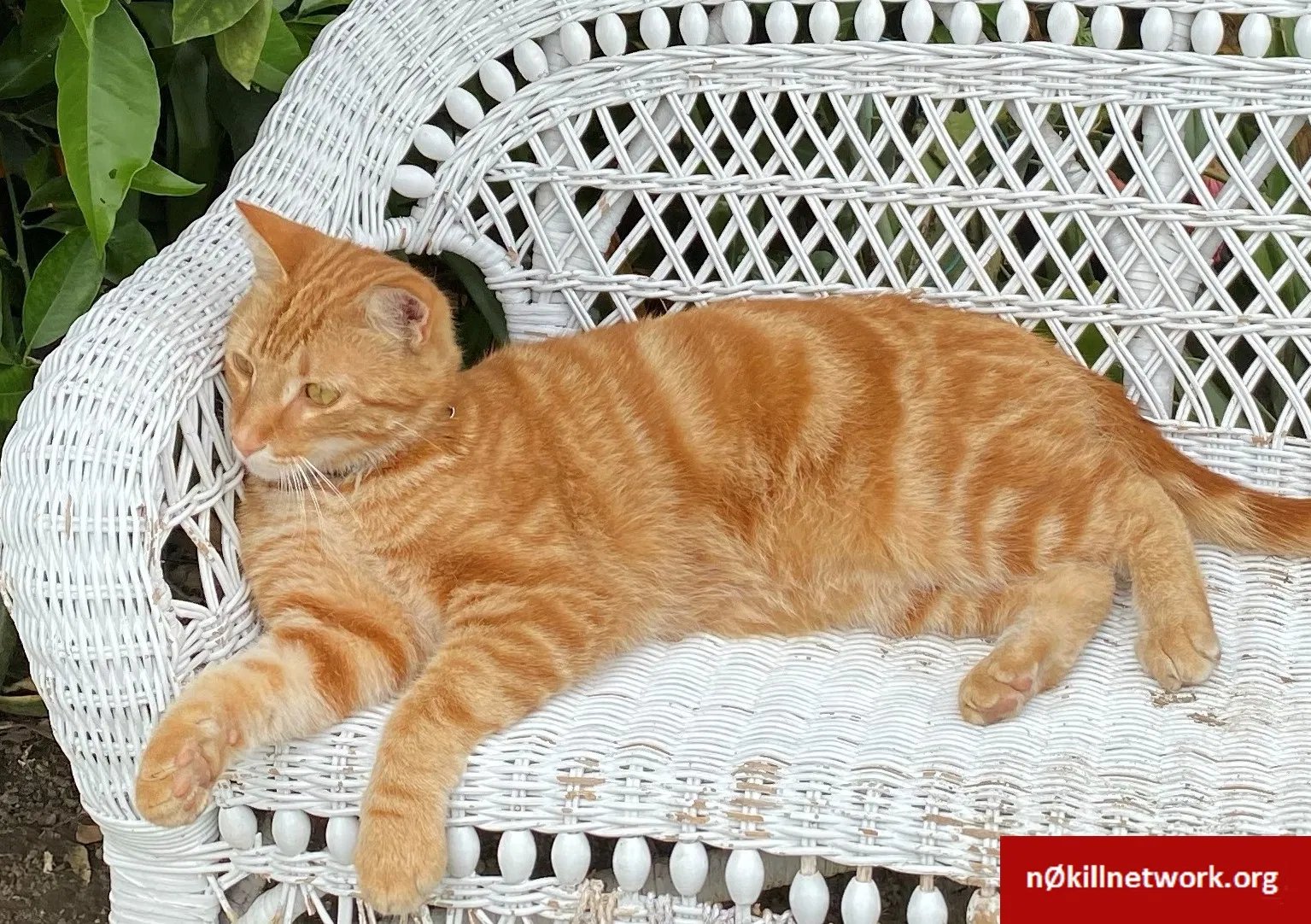 Lost cat in Downey, CA, 90242