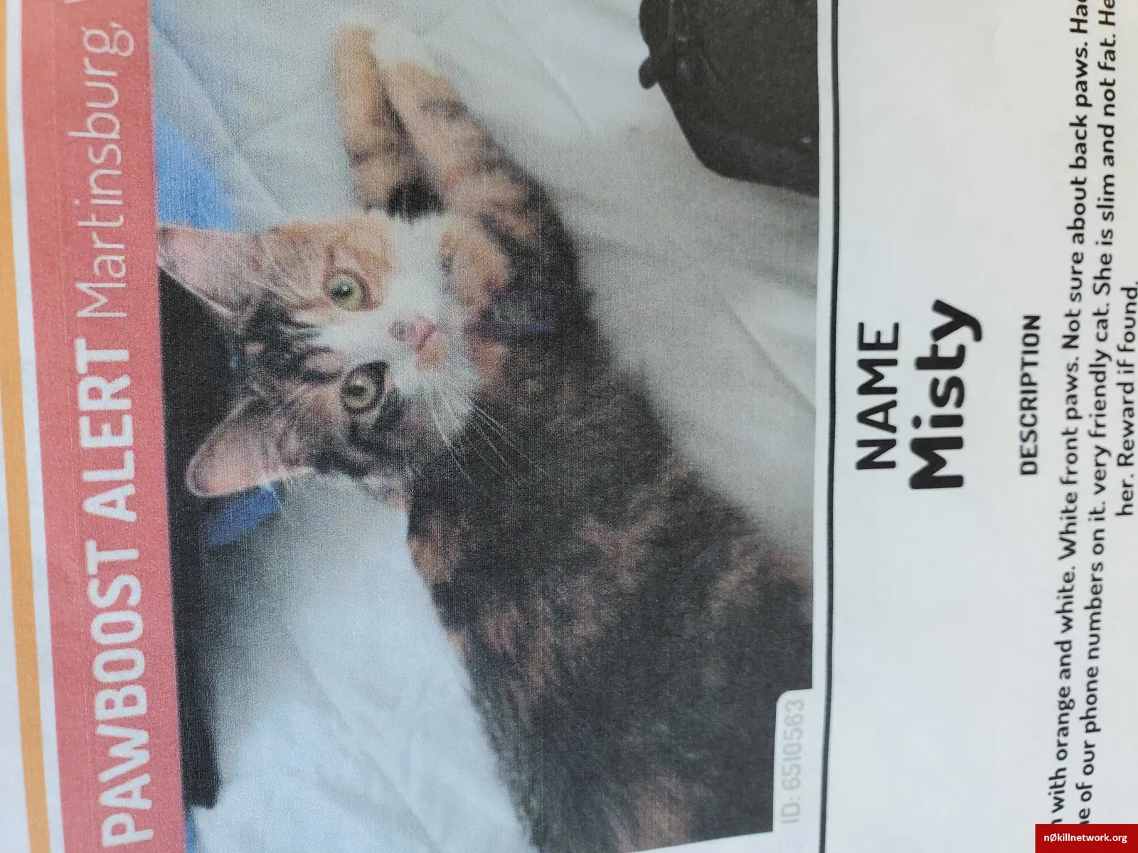 Lost cat in Martinsburg, WV, 25401