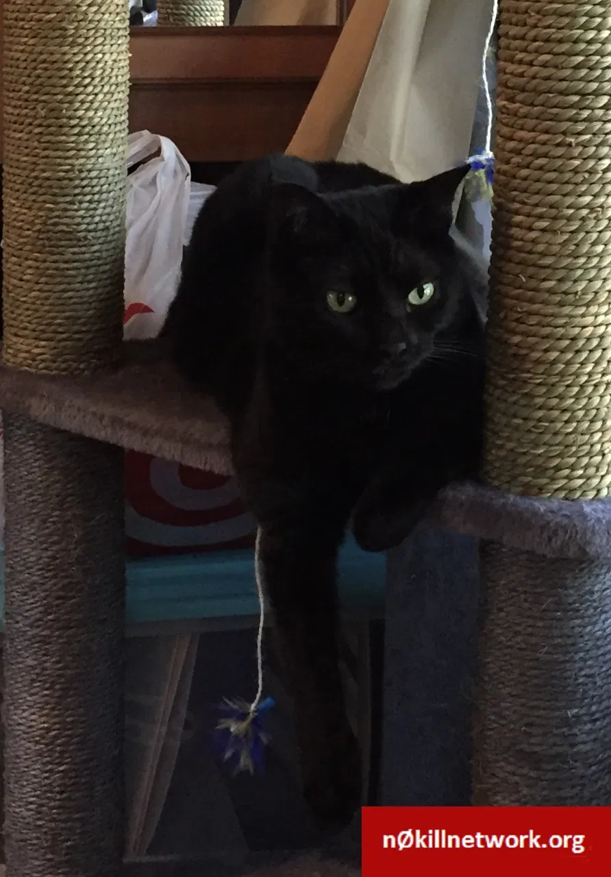 Lost cat in Winston Salem, NC, 27103