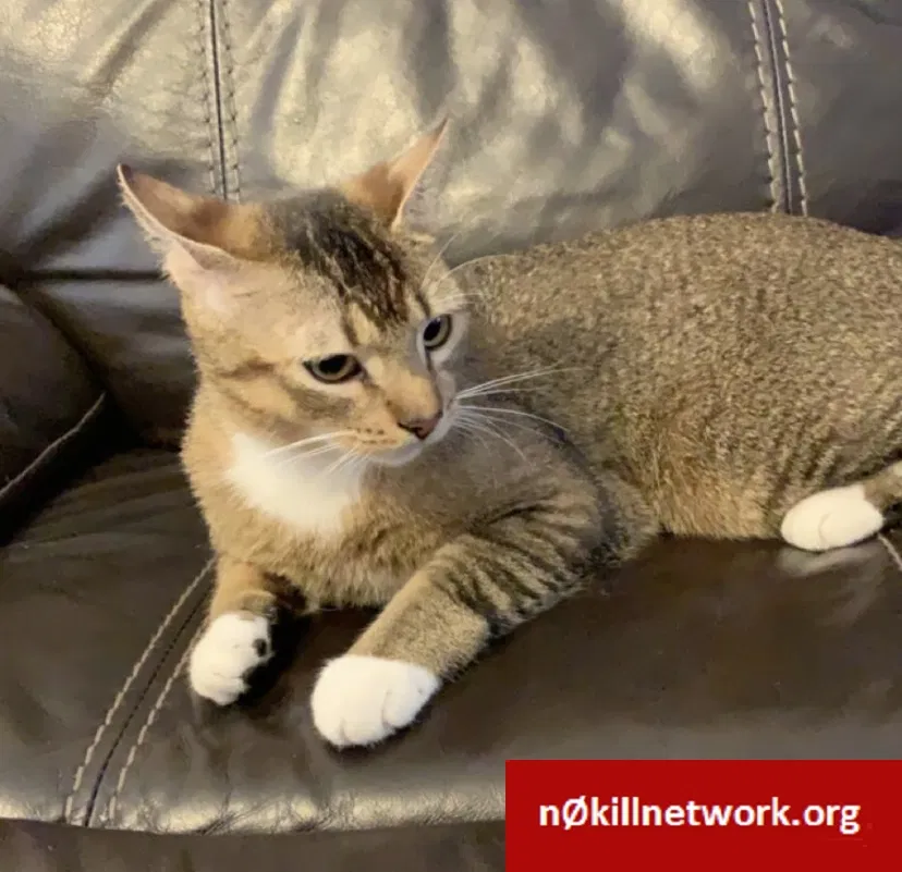 Lost cat in Holiday, FL, 34691