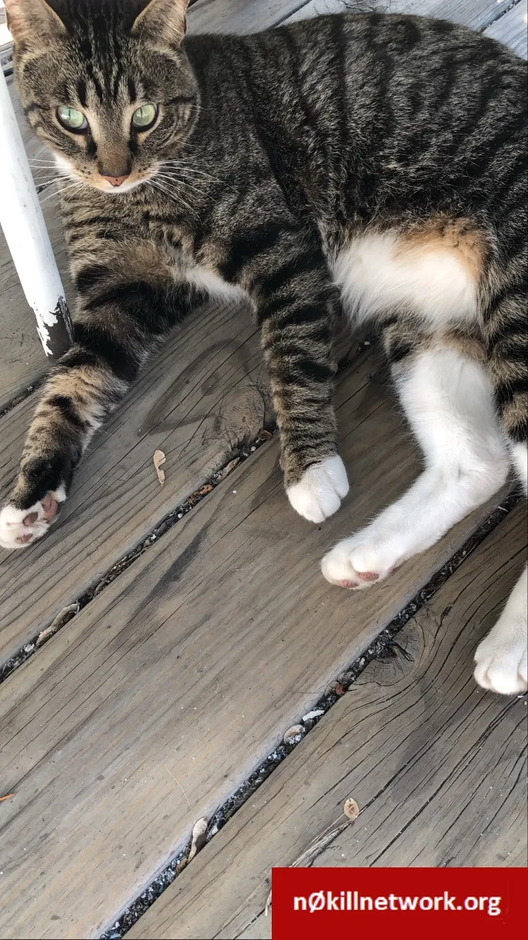 Lost cat in Chicago, IL, 60657