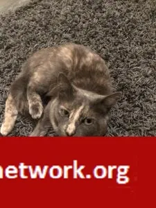 Lost cat in San Leandro, CA, 94578