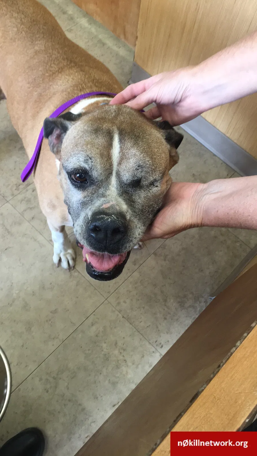 Found Dog
