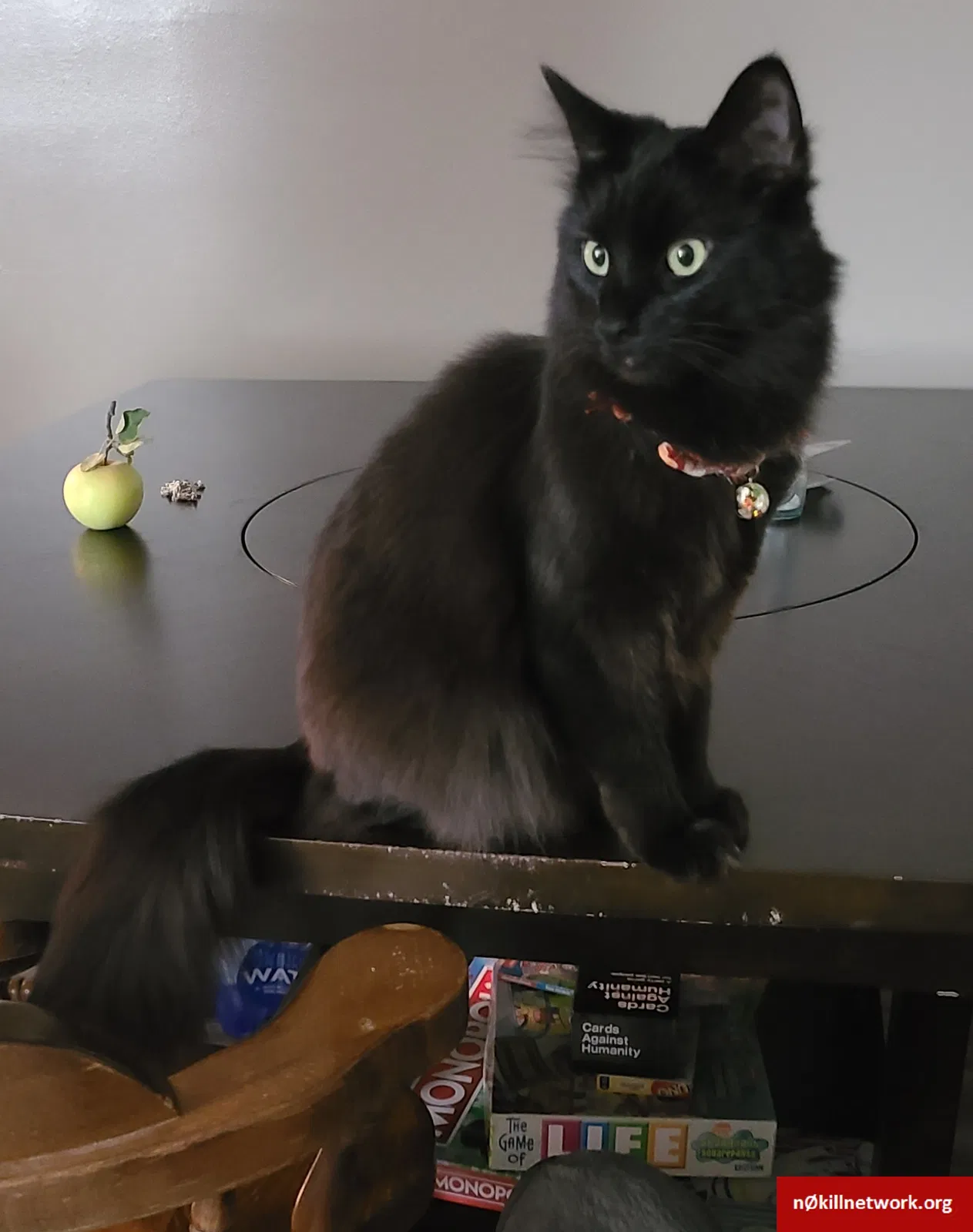 Lost cat in Hilliard, OH, 43026