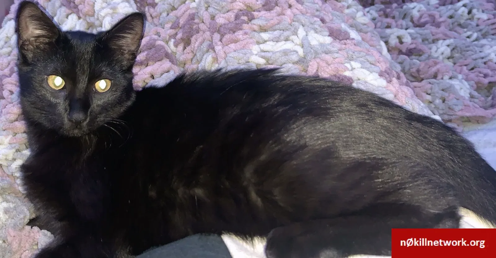 Lost cat in Lockbourne, OH, 43137