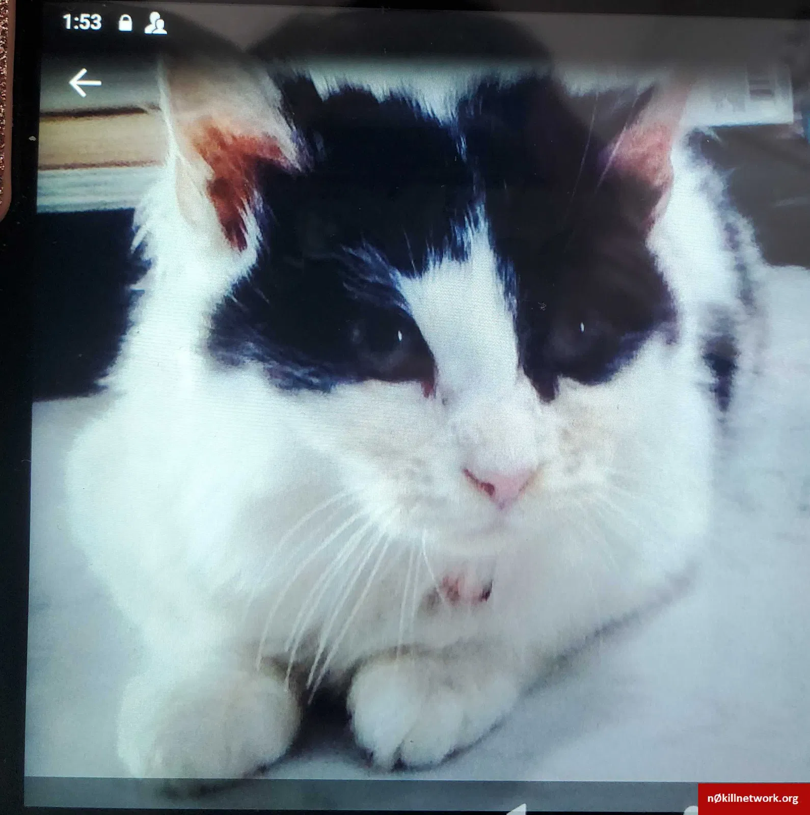 Lost cat in Elmore, OH, 43416