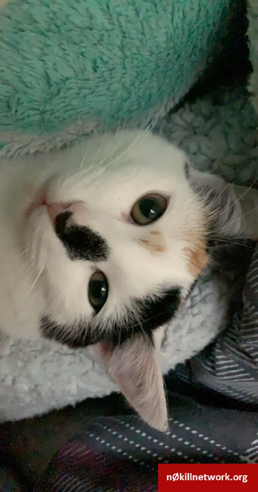 Lost cat in Falling Waters, WV, 25419